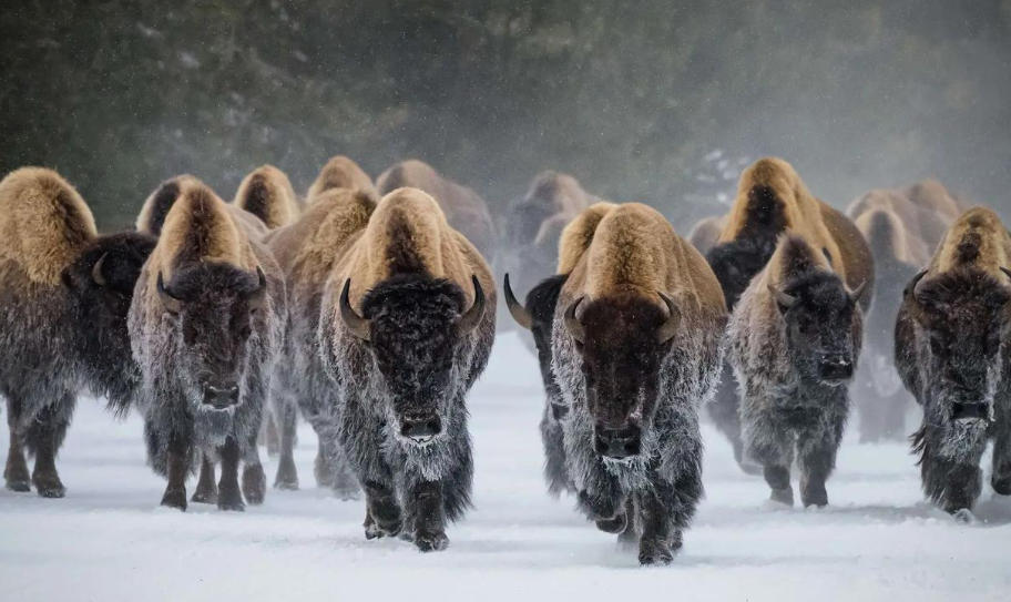 广东绿境园林景观工程有限公司轮播图2